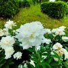 芍薬