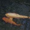 鯉泳ぐ