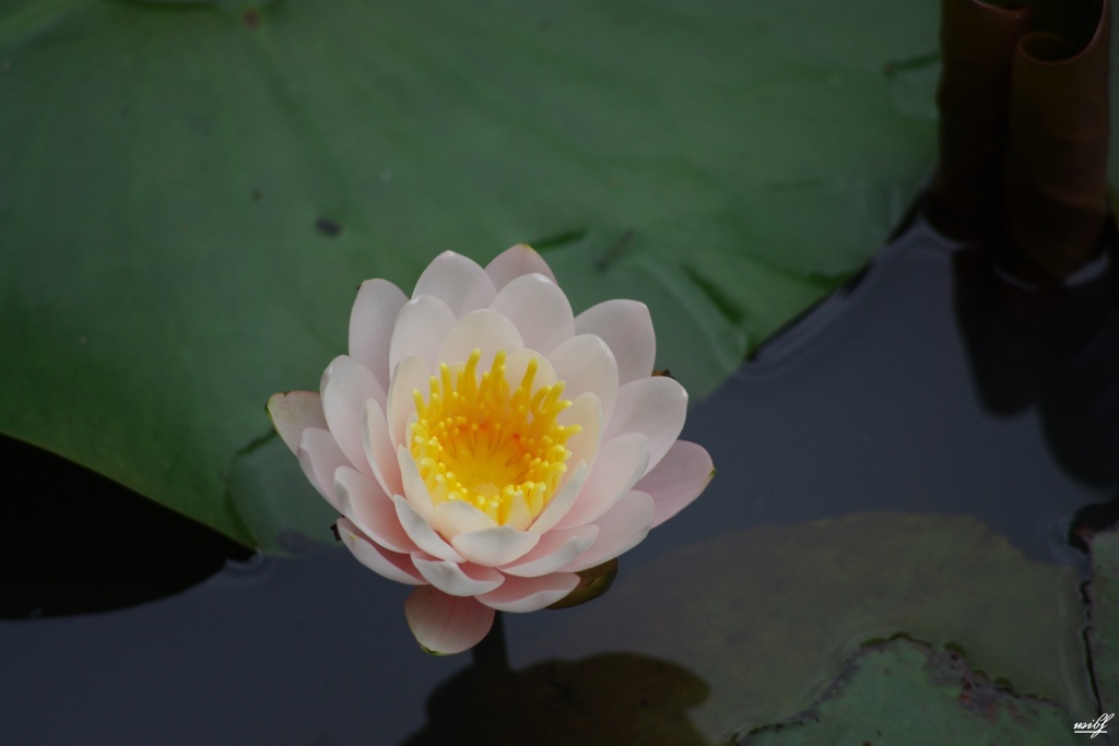ピンク色の花弁