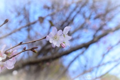 十月桜