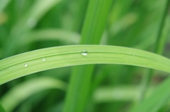 水滴