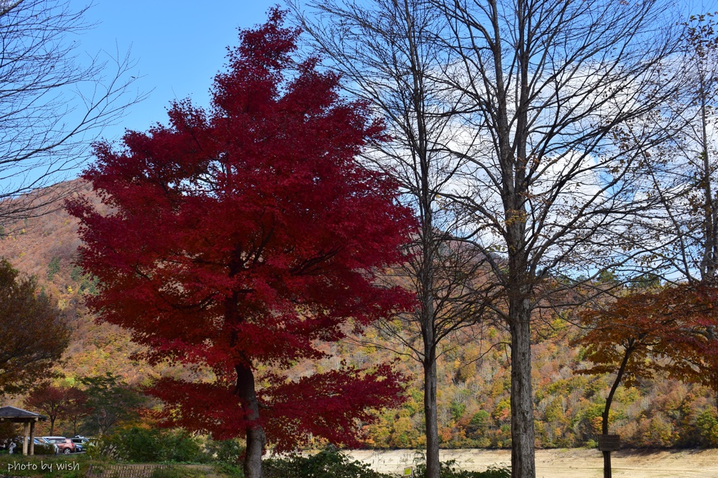 紅色に染まる