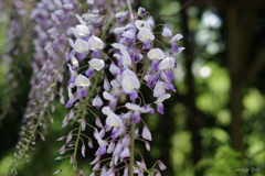 藤の花