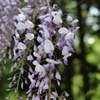 藤の花