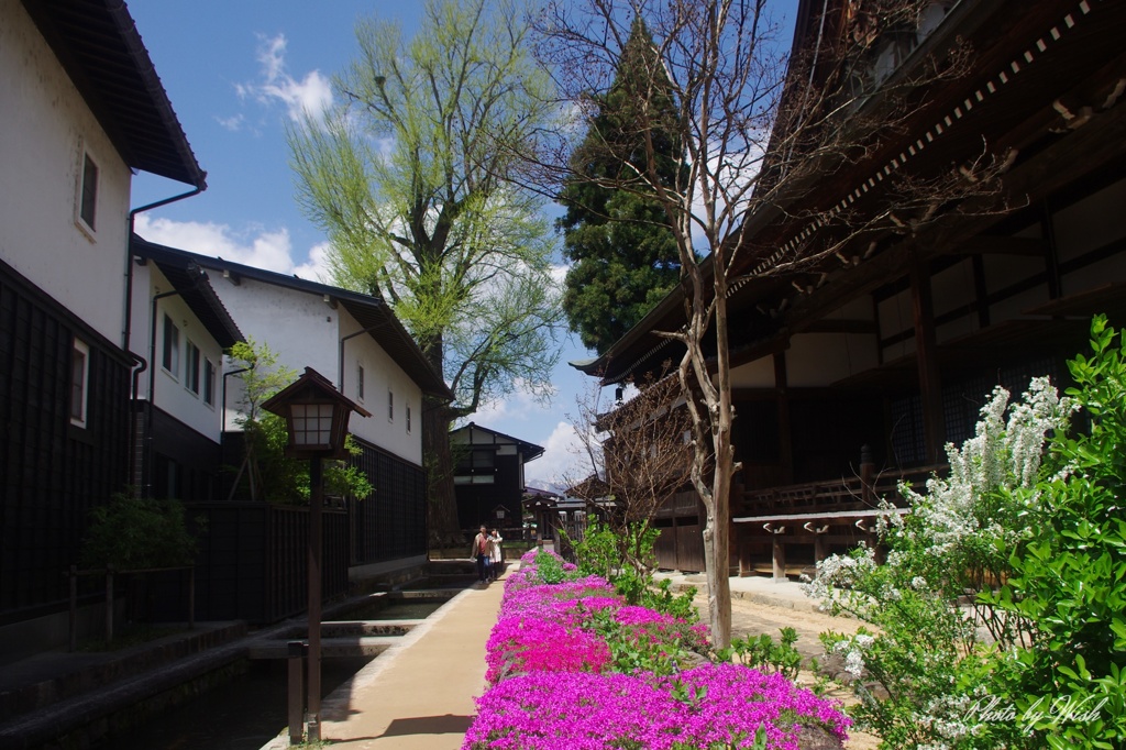 飛騨古川：芝桜