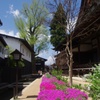 飛騨古川：芝桜