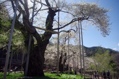 荘川桜