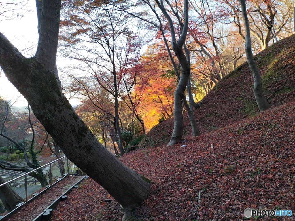 煌めきの紅葉