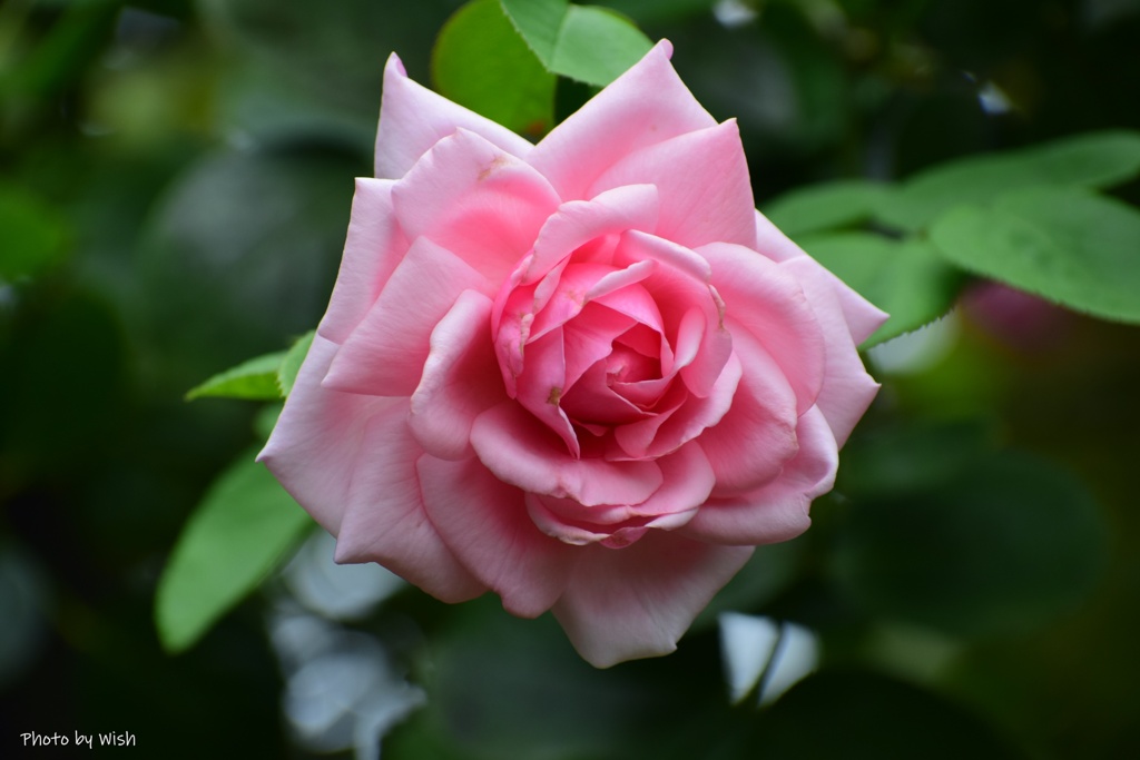 秋薔薇