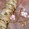１１月の十月桜