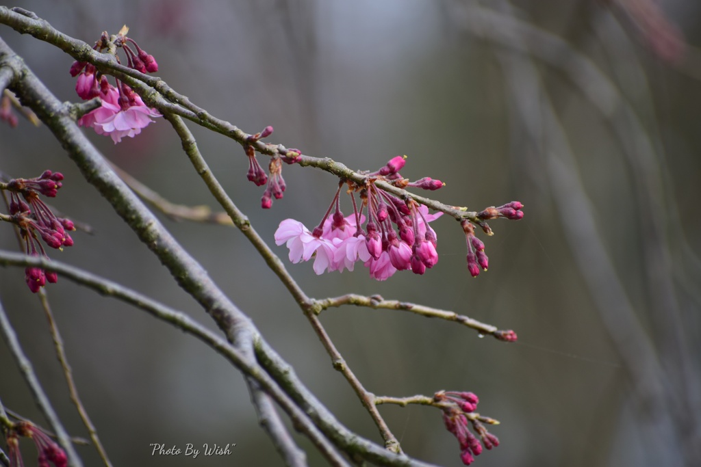 枝垂桜