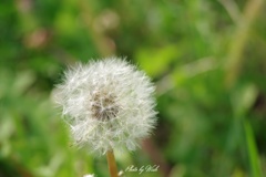 旅たちの時まで