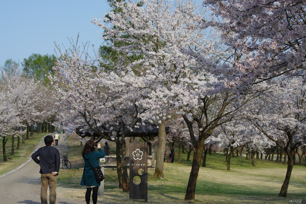 桜撮影に夢中