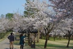 桜撮影に夢中
