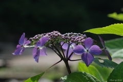 山紫陽花