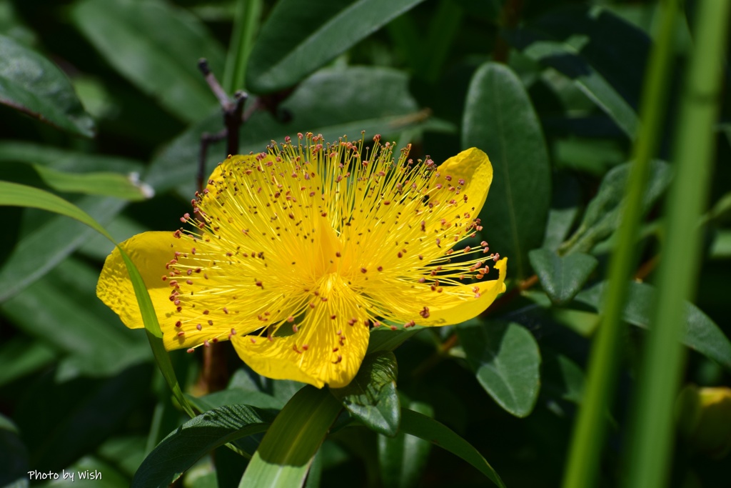 セイヨウキンシバイ