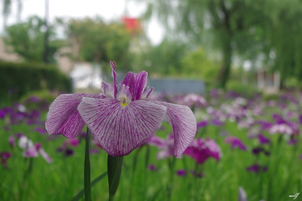 砺波チューリップ公園内の花菖蒲園