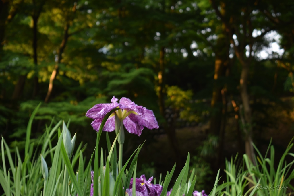 花菖蒲