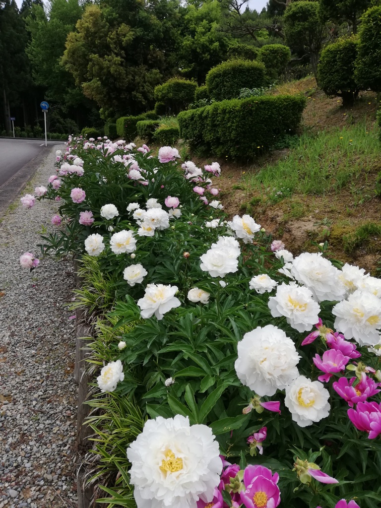 シャクヤク