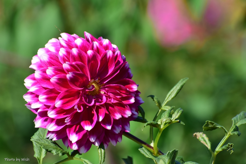 dahlia