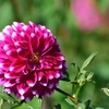 dahlia