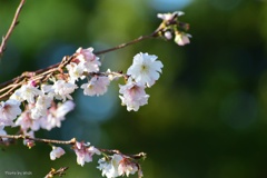 十月桜