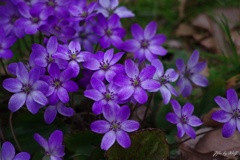 草花
