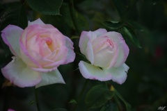 秋薔薇