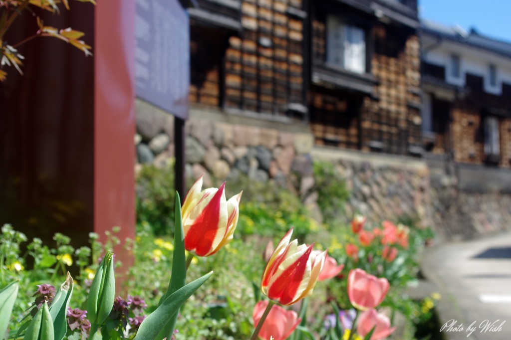 4月の城端