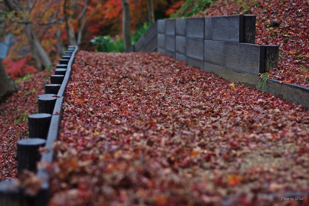 紅葉の散策路