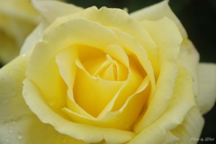 happy yellow