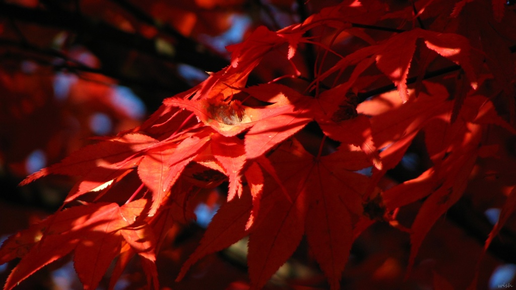 紅色紅葉