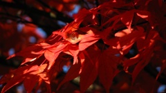 紅色紅葉