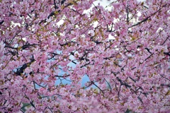桜模様