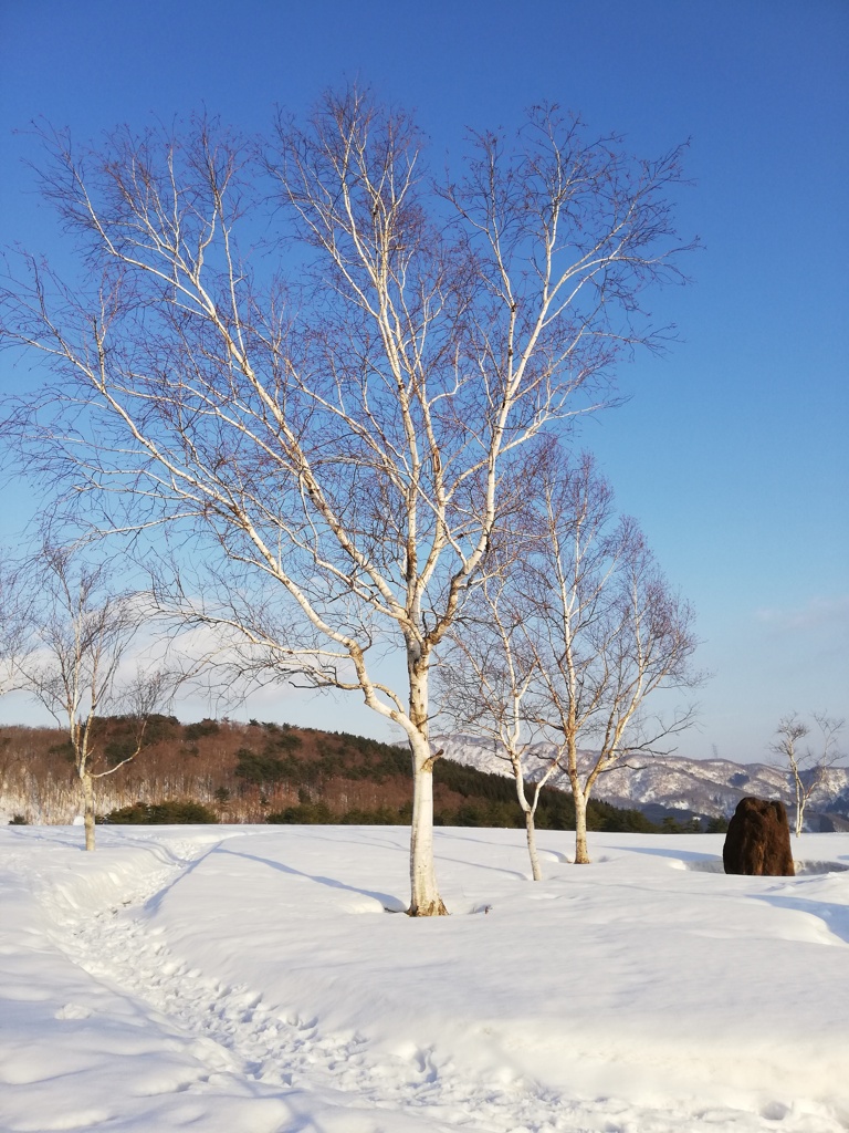 雪原の白樺