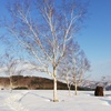 雪原の白樺