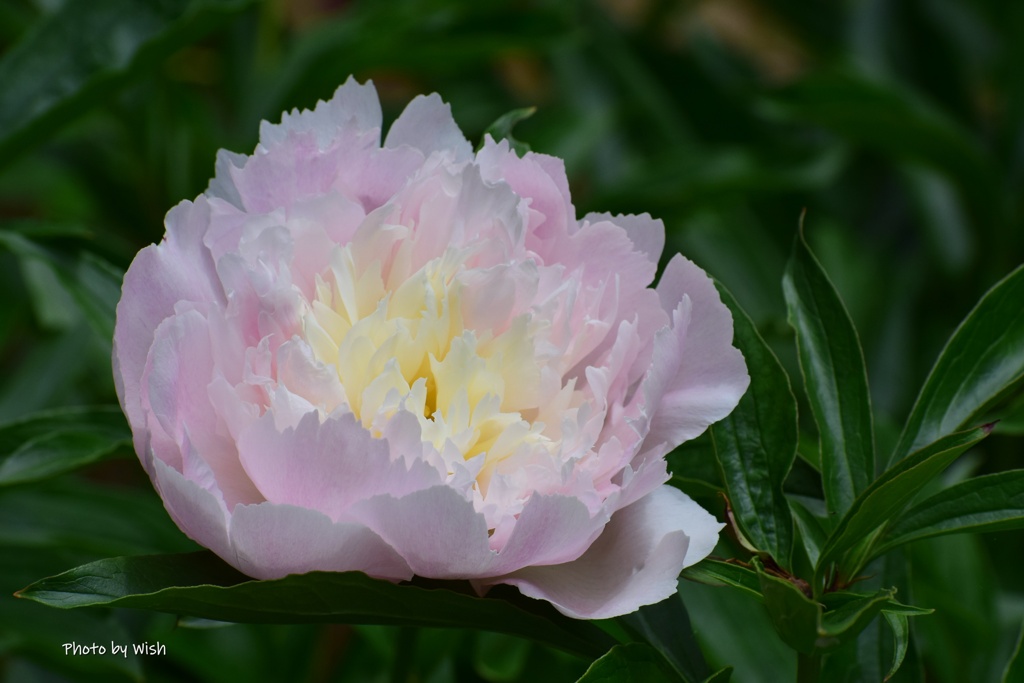 淡いピンク色の芍薬