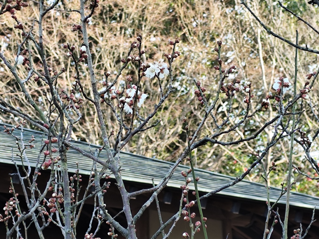 雪の積もる前の梅林