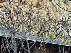 雪の積もる前の梅林