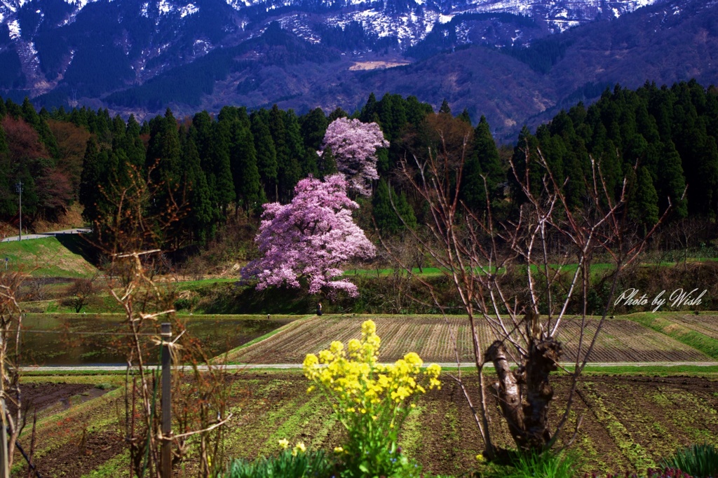 向野江戸彼岸桜