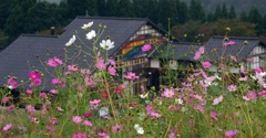 夢の平コスモス：雨のコスモス畑