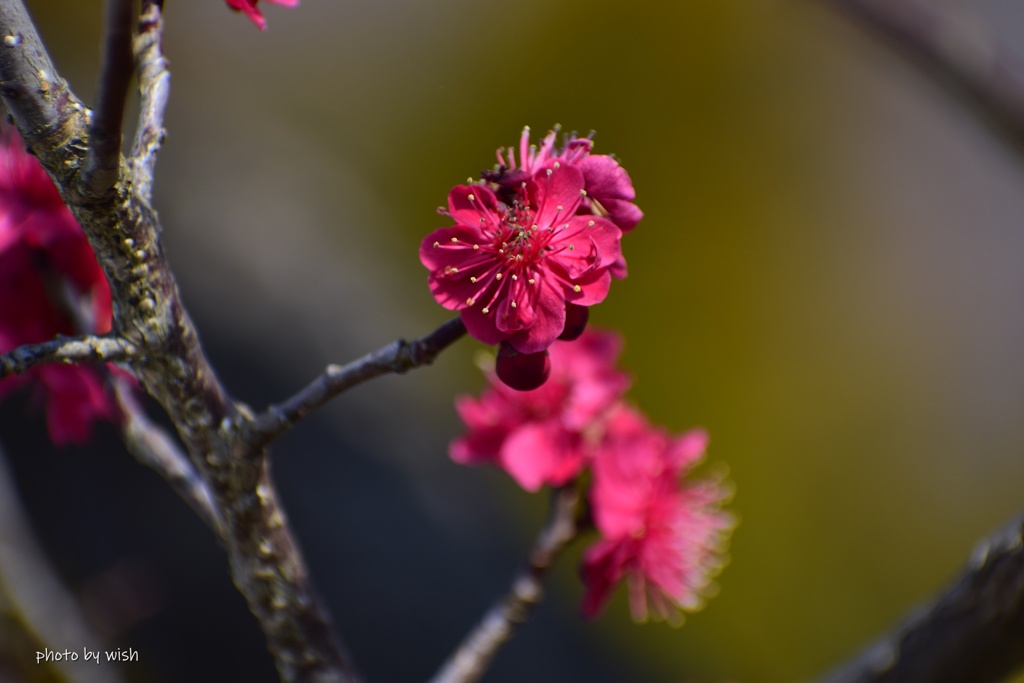 紅梅