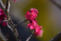 紅梅
