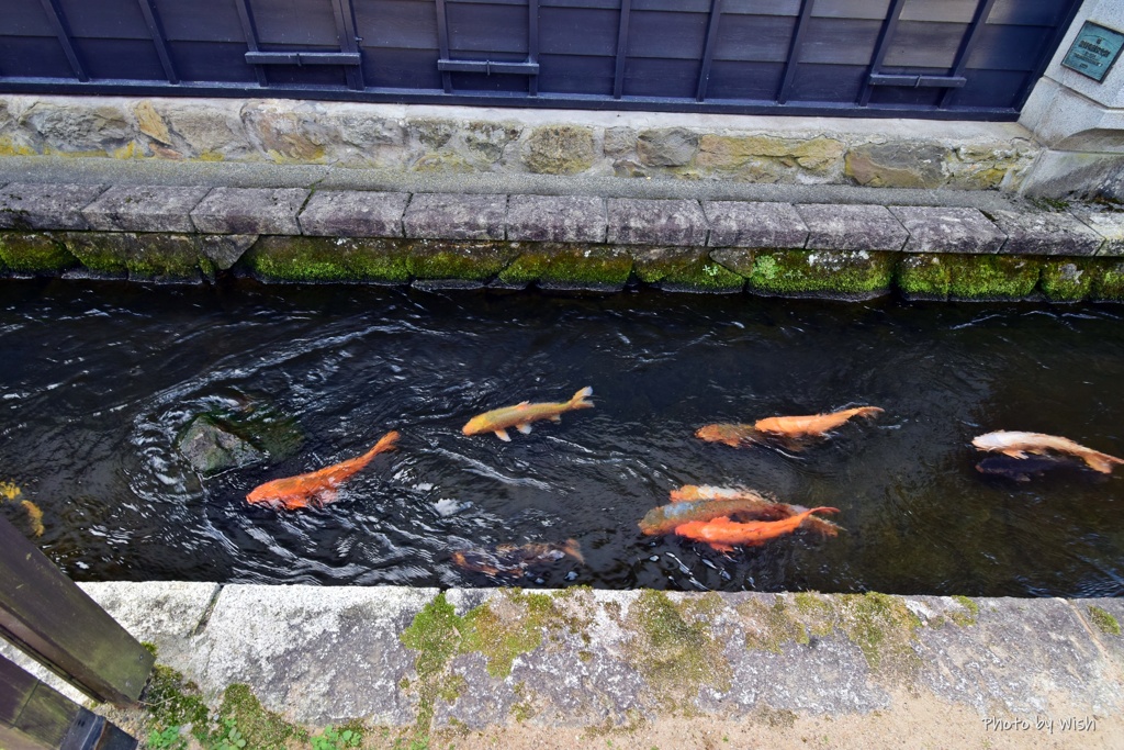 瀬戸川泳ぐ鯉