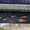 瀬戸川泳ぐ鯉