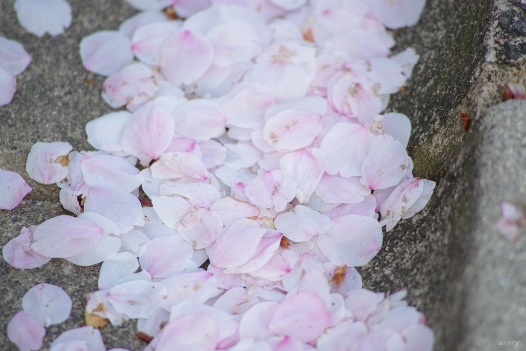 舞い落ちた花弁
