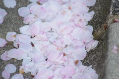舞い落ちた花弁