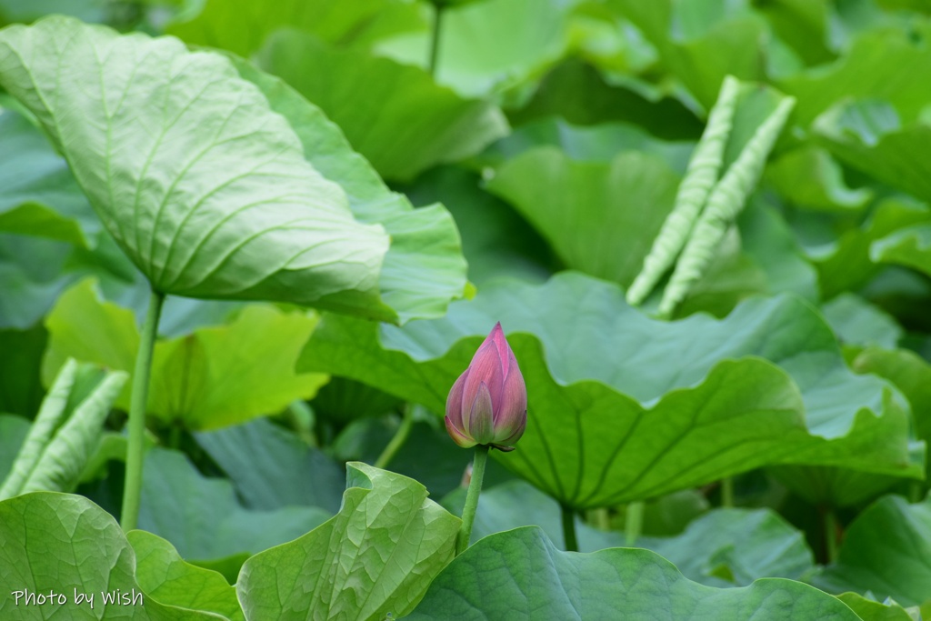 蕾