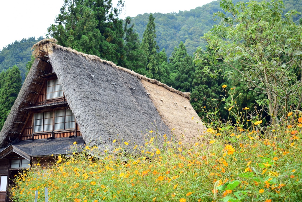 秋の菅沼合掌集落
