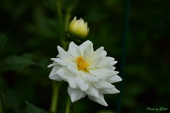 白いダリア